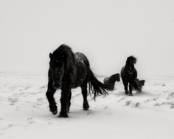 Photograph Johannes Frank Johannesson Winter Horses on One Eyeland